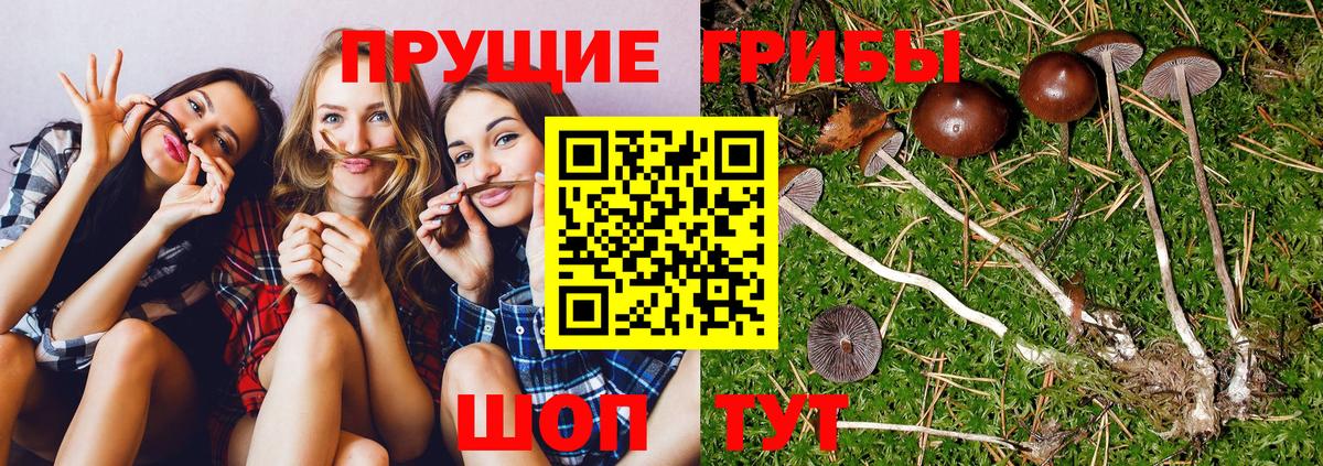 Большой Камень  Псилоцибиновые грибы Magic Shrooms  Вход с VPN 